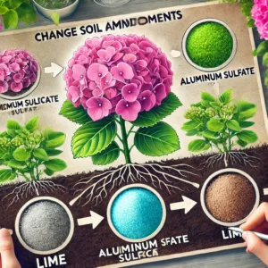 Seasonal Care for Hydrangea Plants