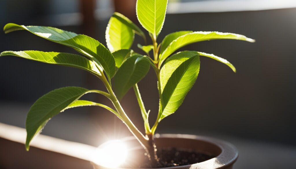 lychee seedling light exposure
