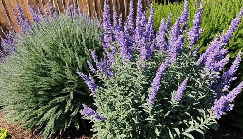 russian sage pruning steps