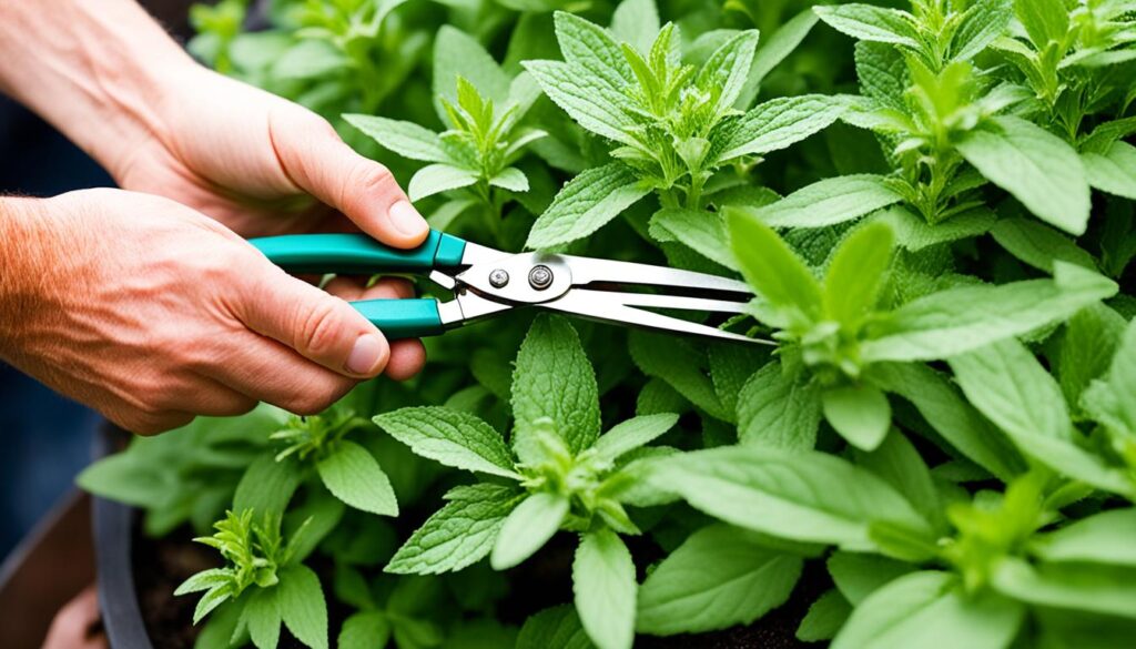 stevia plant pruning