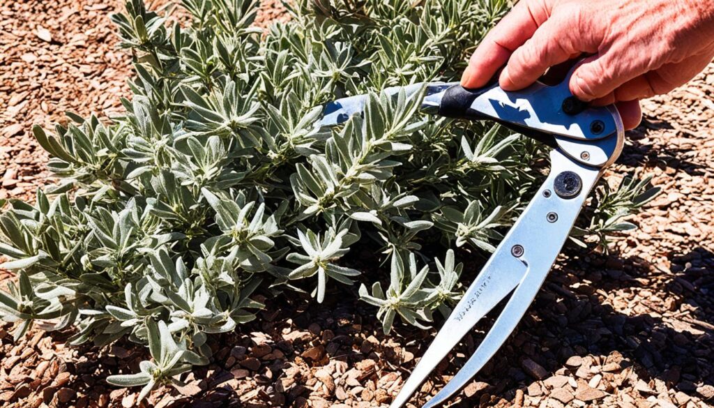 texas sage pruning maintenance